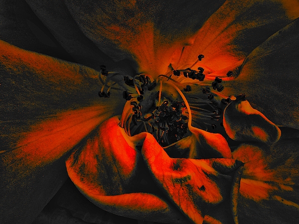Jeremy Lyman - Art of the Burning Rose 2