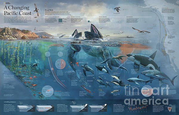 Artwork Depicting The Marine System Of The Pacific Coast Duvet