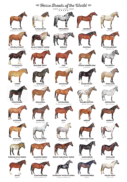 Horse Breeds of the World Beach Towel for Sale by Zapista OU