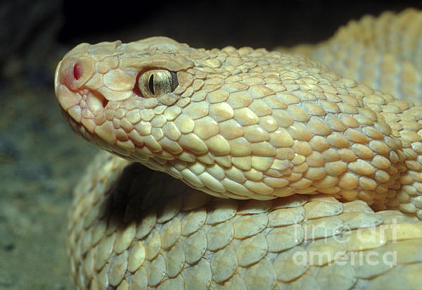 diamondback rattlesnake eyes