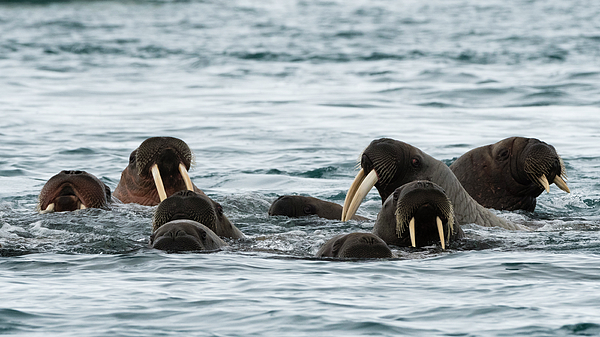 Atlantic Walruses (odobenus Rosmarus) Swimming In Ocean, Vibebukta 