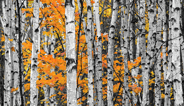 Mark Ryan - Autumn Birches