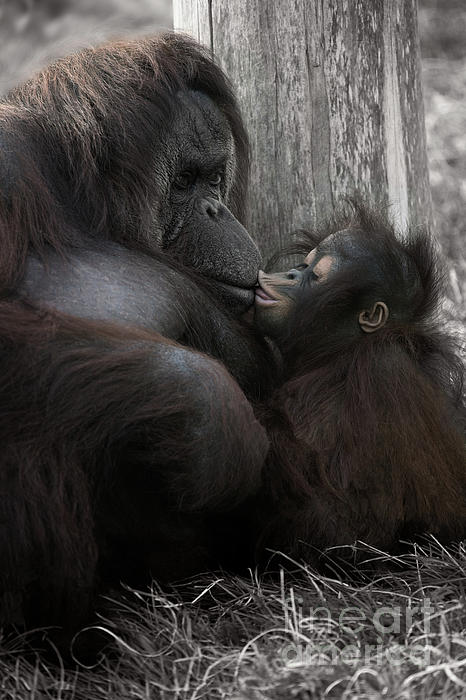 Cute Baby Gorilla Shower Curtain for Sale by rawshutterbug