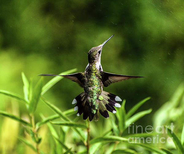 https://images.fineartamerica.com/images/artworkimages/medium/2/backside-of-a-ruby-throated-hummingbird-cindy-treger.jpg