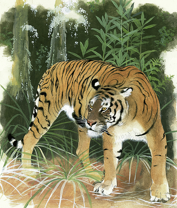balinese tiger