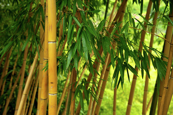 Bamboo Forest Greeting Card by Ra-photos