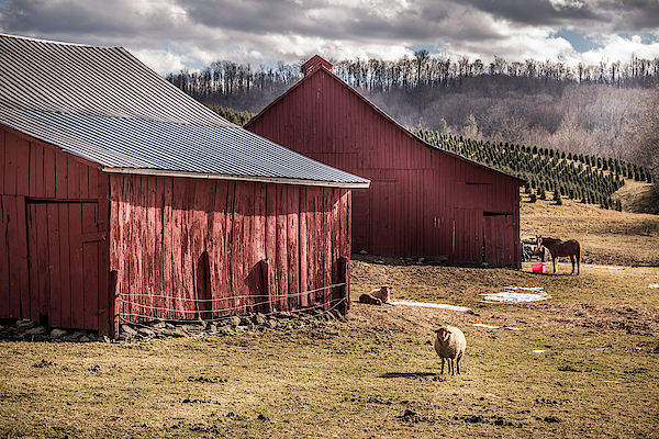 Barns, Sheep And A Horse Weekender Tote Bag for Sale by Jim Love