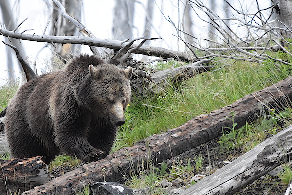 Grizzly Bear Cub T-Shirts for Sale - Pixels