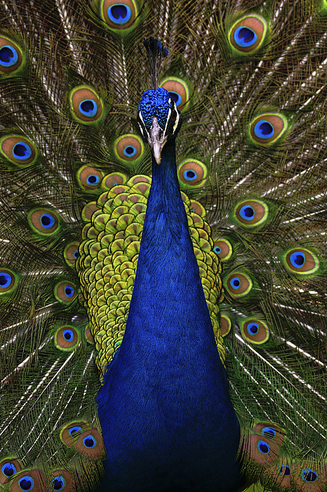 peacock wallpaper for iphone
