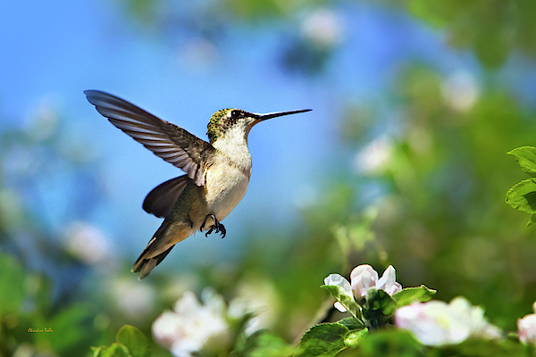 https://images.fineartamerica.com/images/artworkimages/medium/2/beautiful-hummingbird-in-flight-christina-rollo.jpg
