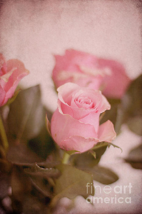 CafePress Floral Pink Roses Beach Towel 1280752383 