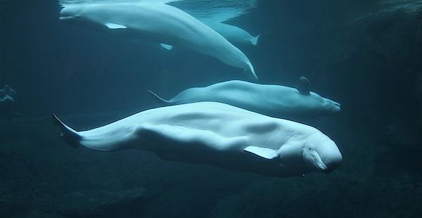 Christopher James - Beluga Whale Troupe