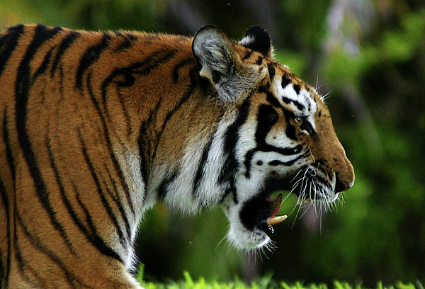 Tiger 'Ferocious Bengal Tiger' 3D Wood Jigsaw Puzzle