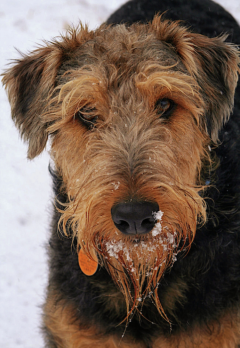 Natural Abstract Photography - Benji - Airedale Terrier