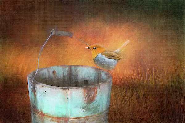 Terry Davis - Bird and Bucket