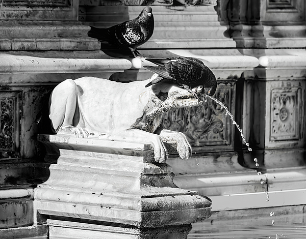Joan Carroll - Bird on a Fountain Siena Italy