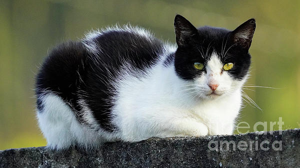 black and white spotted cat with green eyes