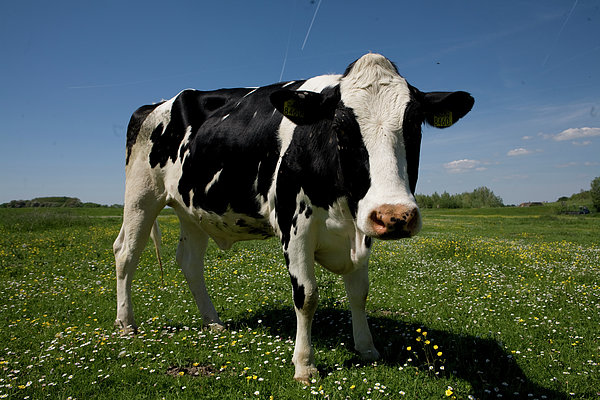 Black And White Cow Greeting Card by Marcusrudolph.nl