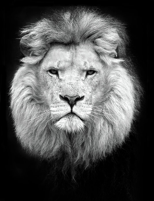 Black And White Portrait Of A Lion Jigsaw Puzzle by Focus on nature ...