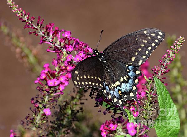 https://images.fineartamerica.com/images/artworkimages/medium/2/black-swallowtail-and-pink-butterfly-bush-cindy-treger.jpg