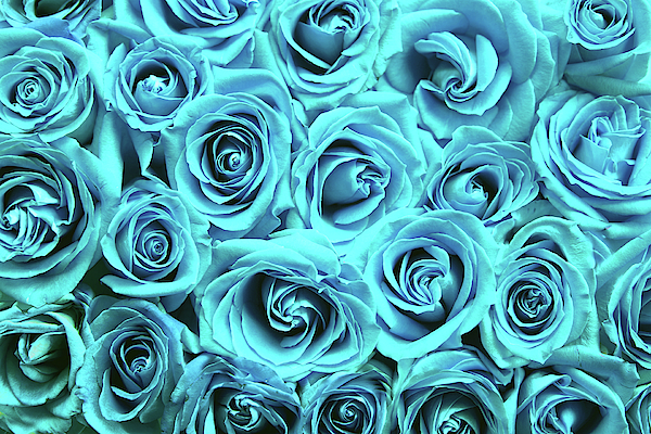 Blue roses Women's T-Shirt by Top Wallpapers - Top Wallpapers - Artist  Website