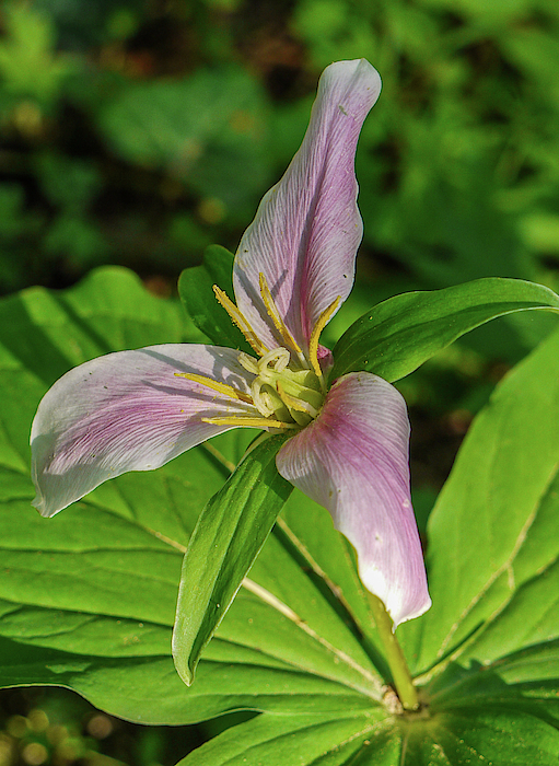 https://images.fineartamerica.com/images/artworkimages/medium/2/blushing-trillium-theresa-peterson.jpg