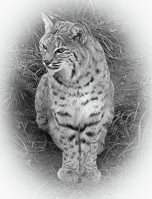 Wildlife Art