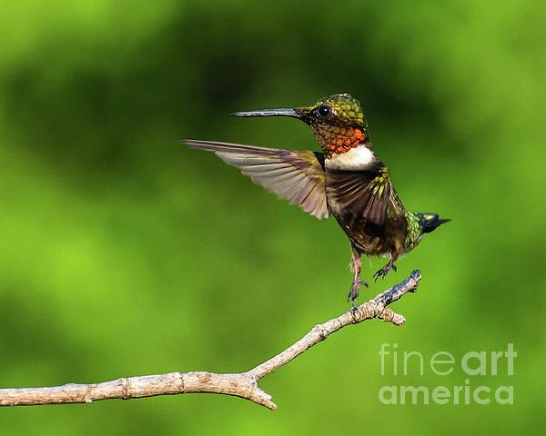 Cindy Treger - Bouncing Ruby-throated Hummingbird