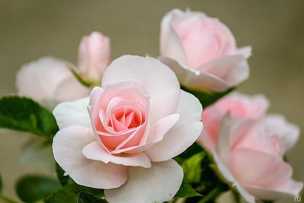 Pink Art