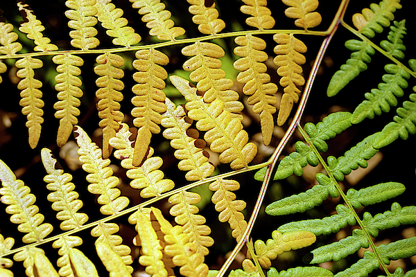 https://images.fineartamerica.com/images/artworkimages/medium/2/bracken-fern-giant-forest-sequoia-national-park-1-september-2018-timothy-giller.jpg