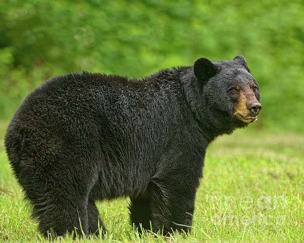 Black Bear Yoga