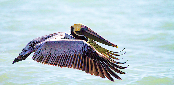 Pelican Art