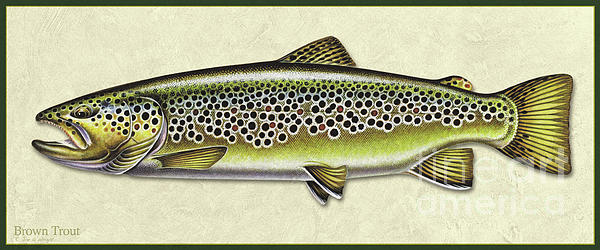 Brown Trout SIde ID Tapestry by Jon Wright - Pixels Merch
