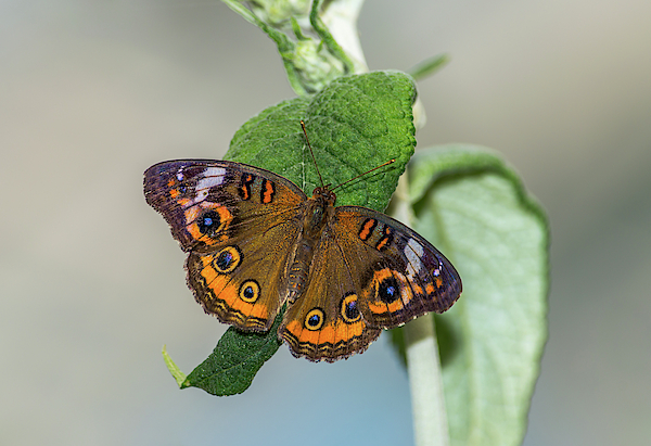 Marv Vandehey - Buckeye Butterfly on a Leaf