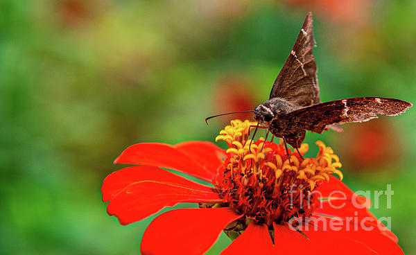David Zanzinger - Butterfly Moth lands on a Zennia