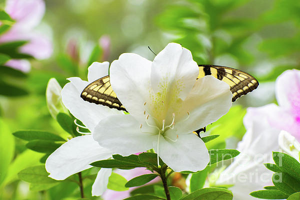 Butterfly Playing Peekaboo with a White Azalea Coffee Mug by D Tao - Fine  Art America