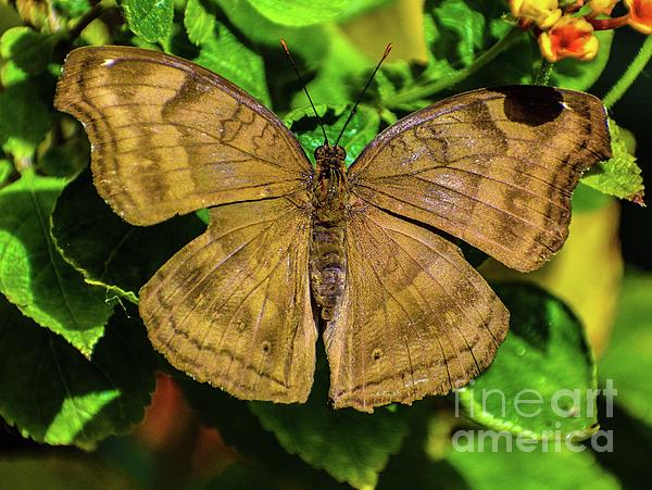 https://images.fineartamerica.com/images/artworkimages/medium/2/butterfly-with-beautiful-shades-of-brown-cindy-treger.jpg