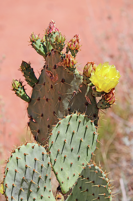 Mary Bedy - Cactus Bloom 3 AZ 061019