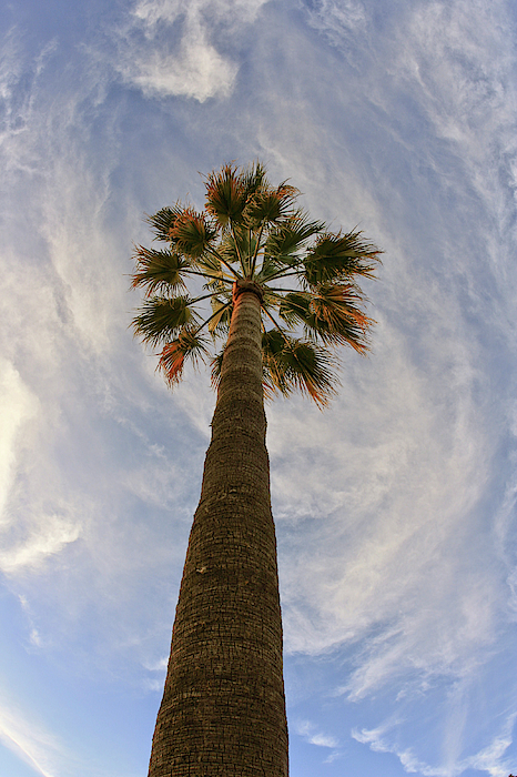 Palm tree 2024 fleece blanket