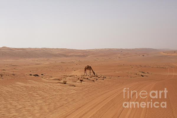 Patricia Hofmeester - Camel in Oman desert