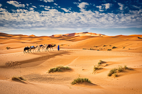 Stuart Litoff - Camels in the Sand Dunes - Morocco