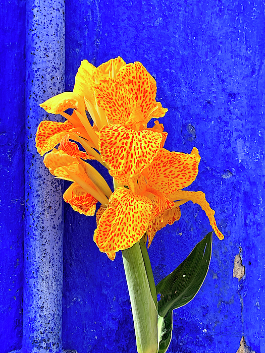 Petal Art