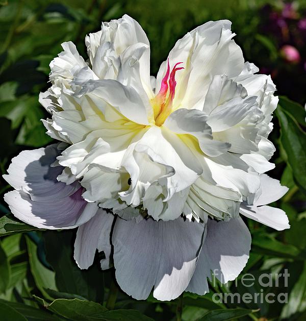 Cindy Treger - Casting Shadows - Double White Maxima Peony