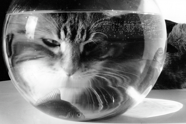 Fish bowl hot sale for cats