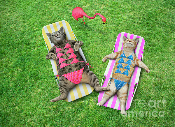 Cats In Bikinis Spiral Notebook by John Lund - Fine Art America