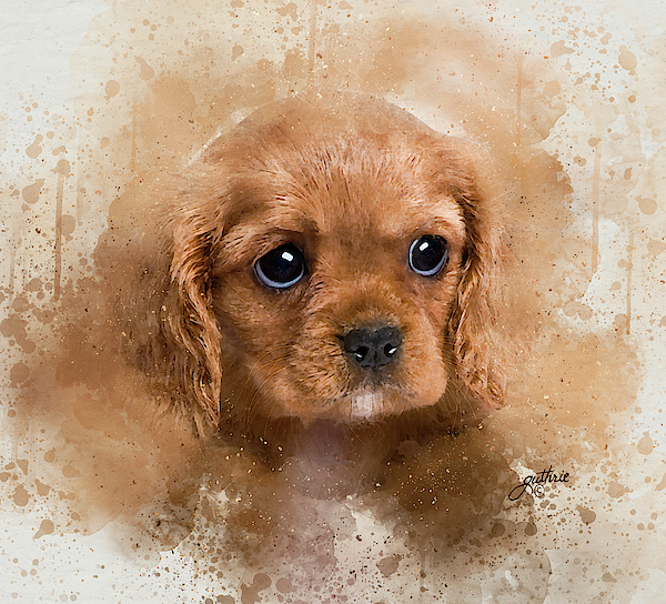 https://images.fineartamerica.com/images/artworkimages/medium/2/cavalier-king-charles-puppy-john-guthrie.jpg