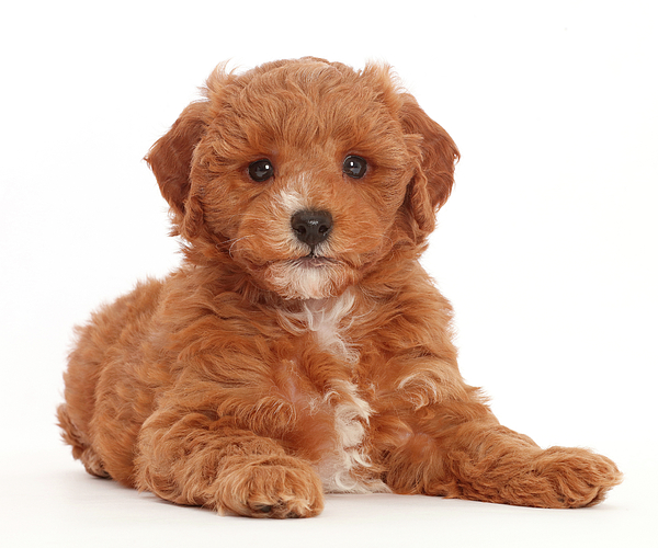 Cavapoo Dog - Jigsaw Puzzle