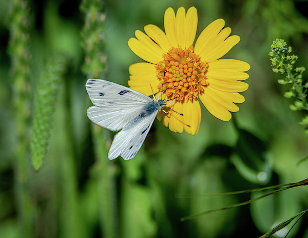 Debra Martz - Checkered White Butterfly Enjoying  Huisache Daisy 