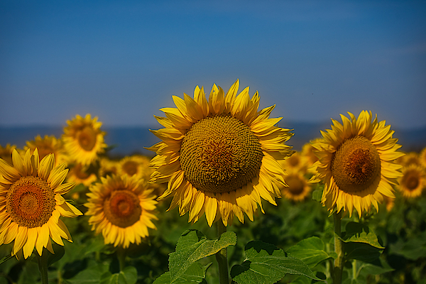 Lynn Hopwood - Cheery Sunflowers