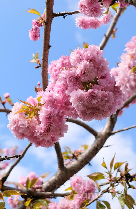 Cherry Blossom Pom Poms Fleece Blanket by John Chatterley Pixels